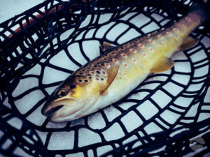 Winter trout