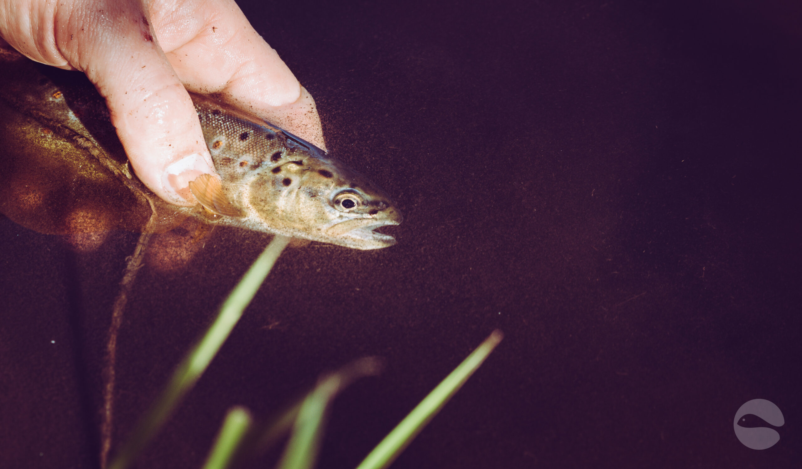 Small trout