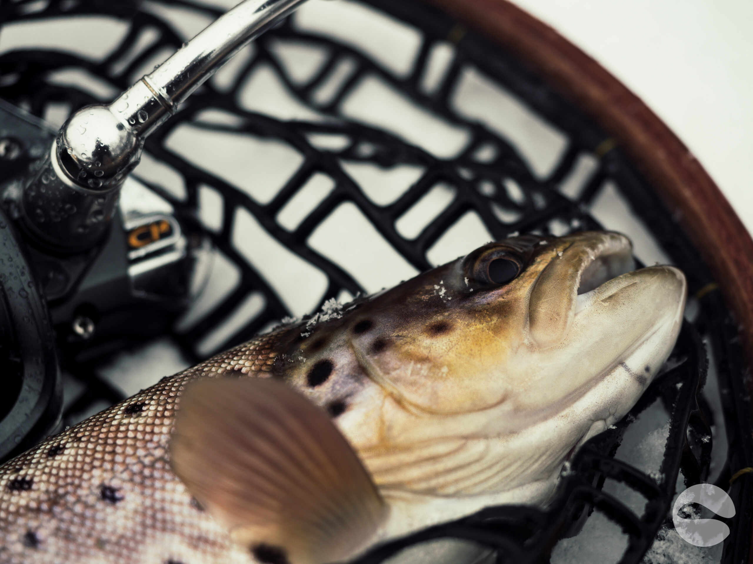 Winter trout