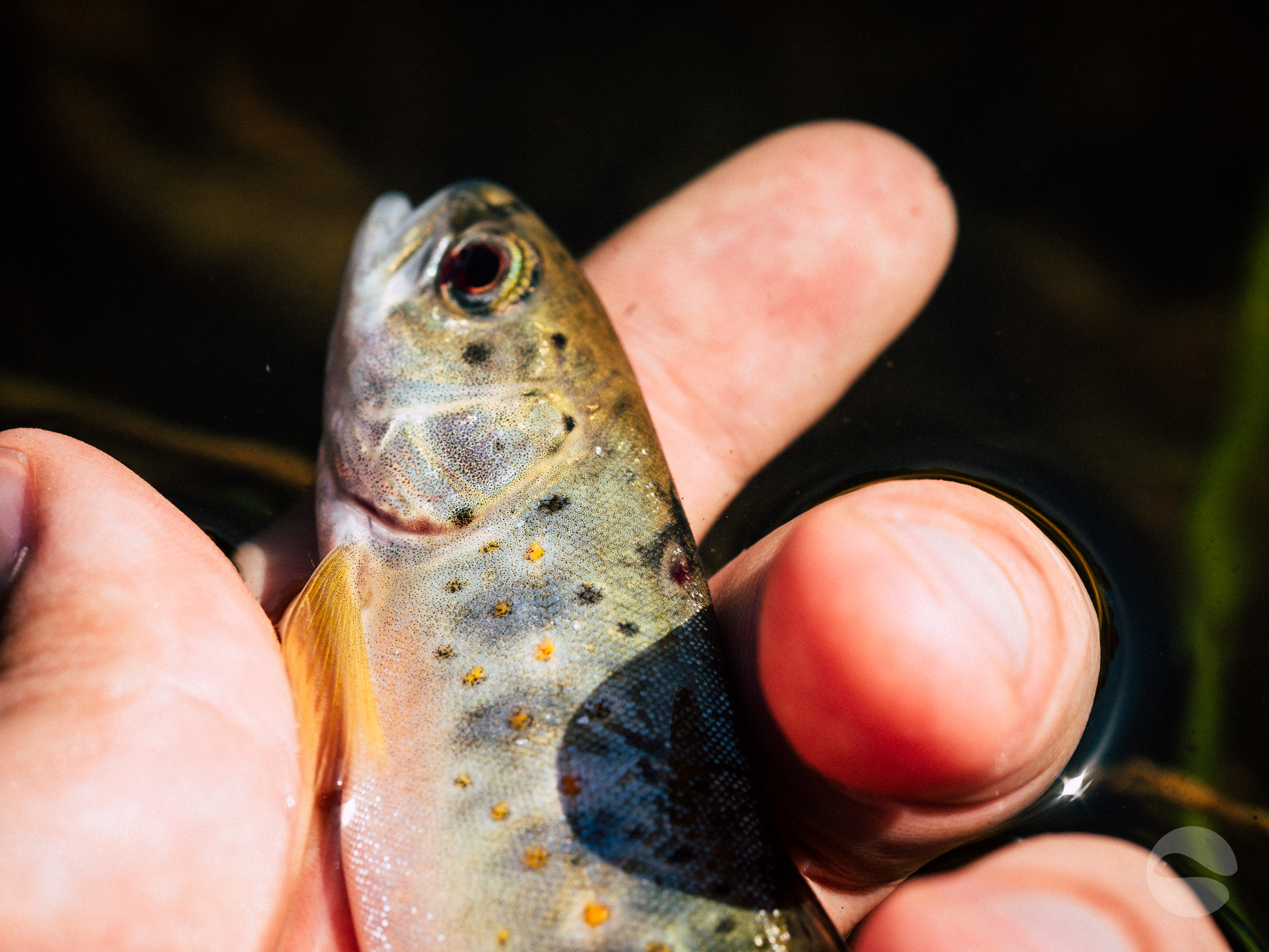 Small trout in hand