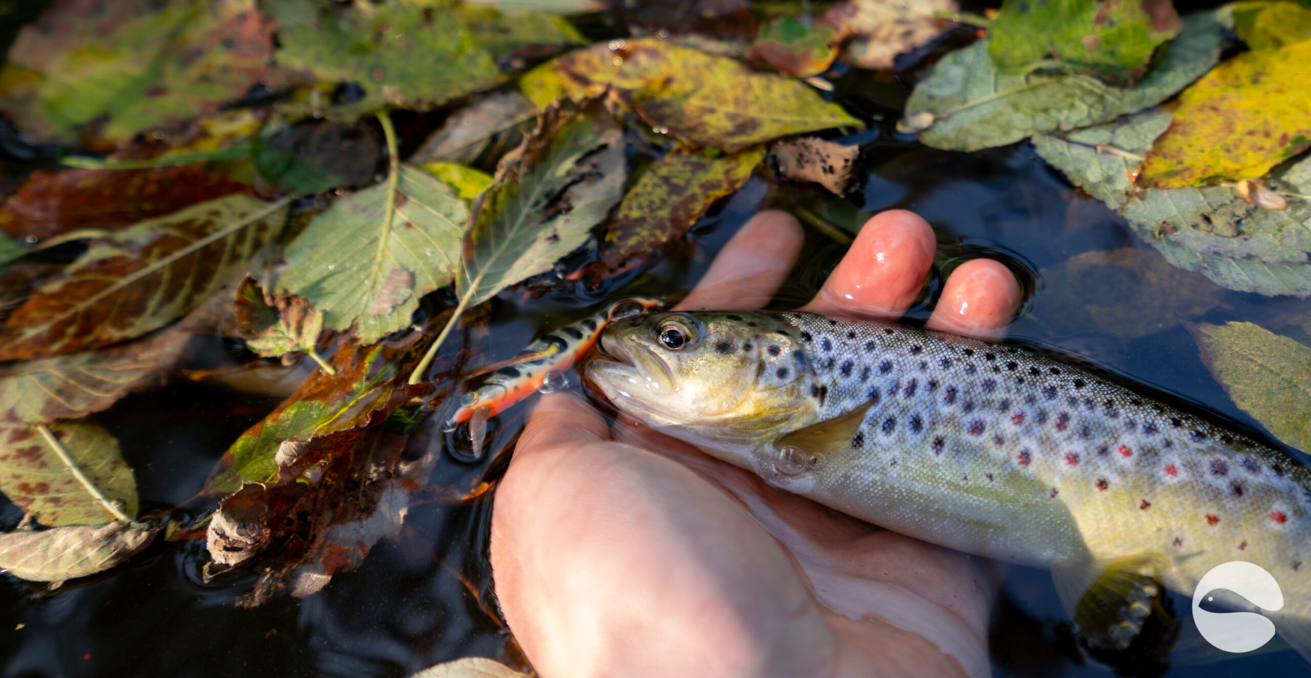 Autumn trout
