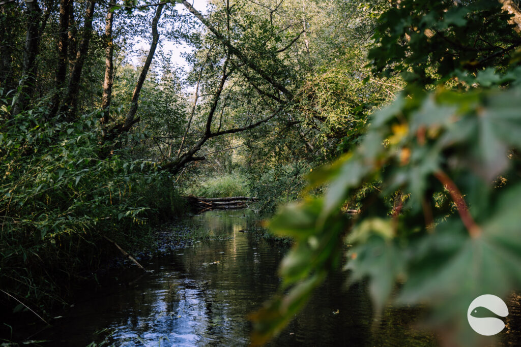 Magical trout river | Blog | Trout and Stream