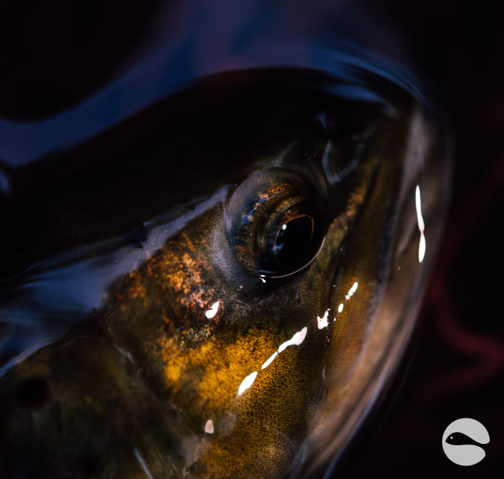 Magical trout river | Blog | Trout and Stream