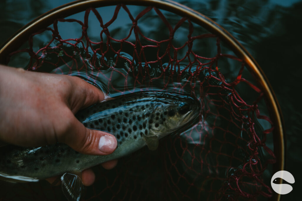 Magical trout river | Blog | Trout and Stream