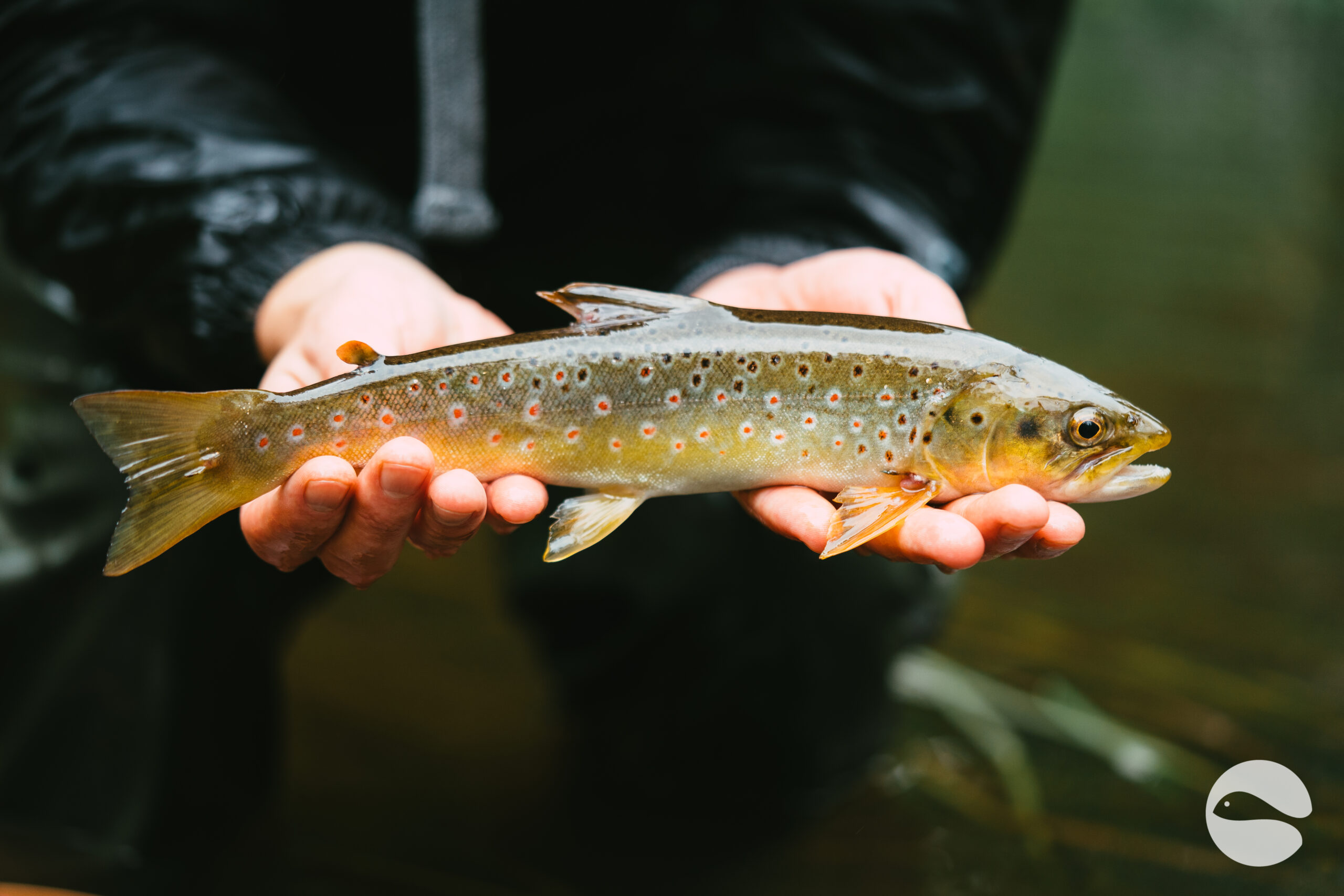 Brown trout (7)