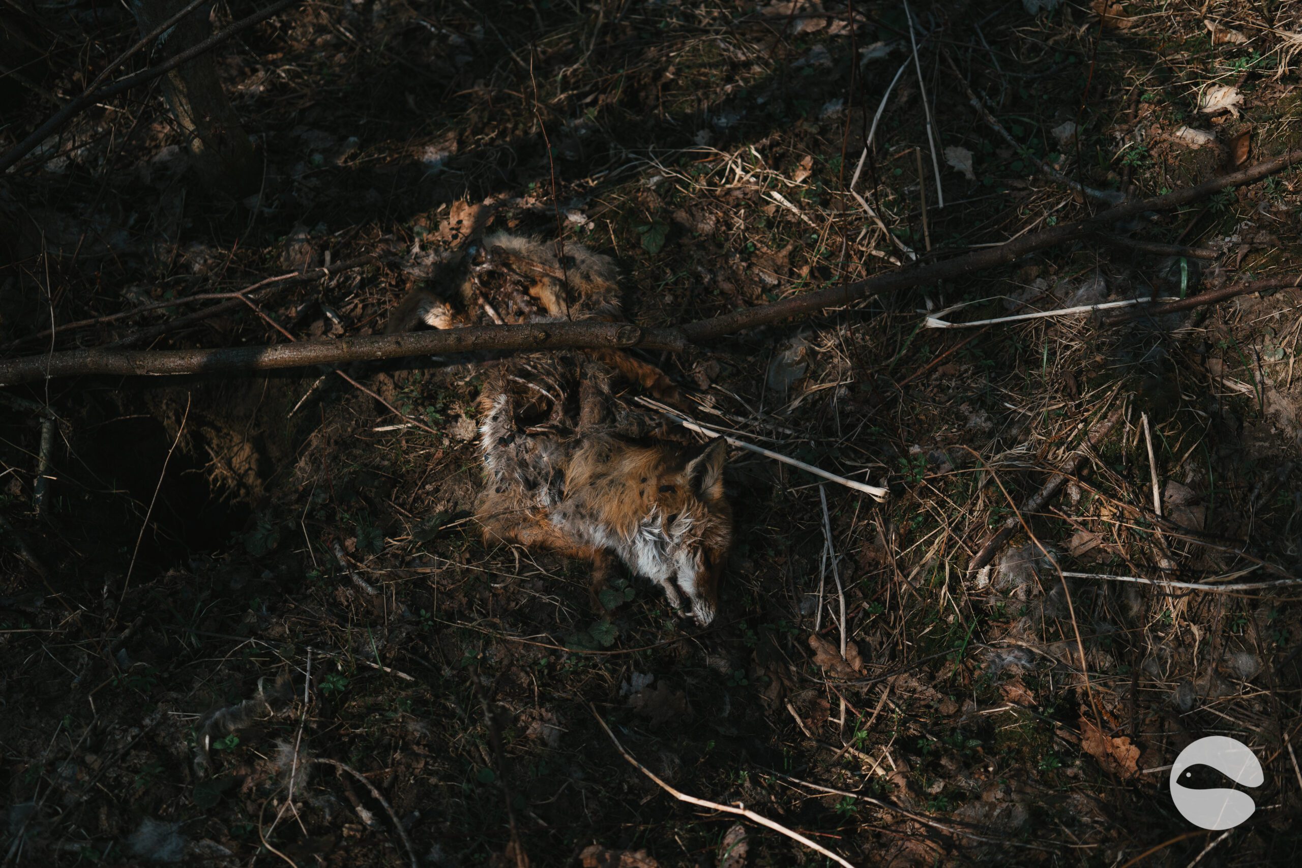 Dead fox