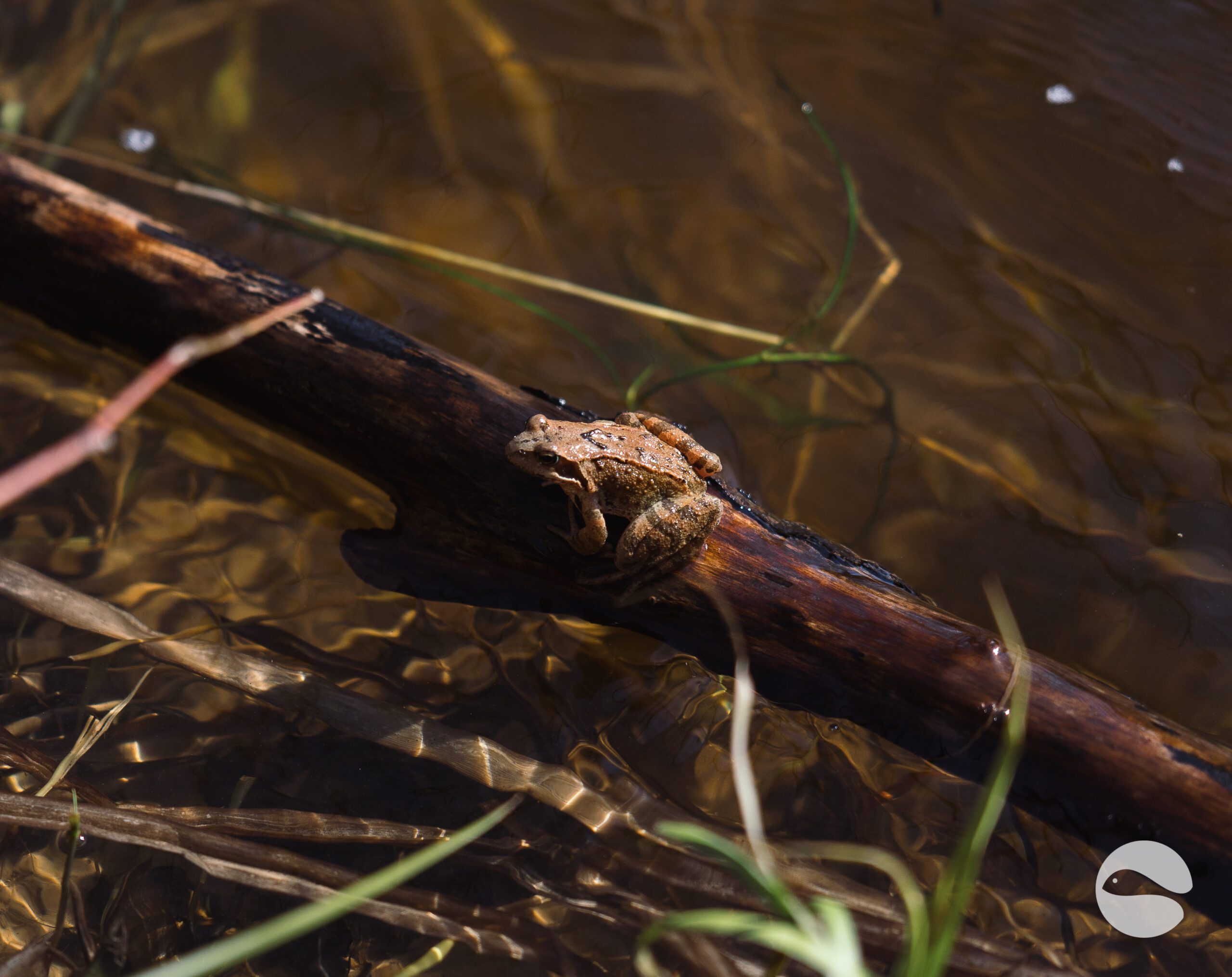 frog