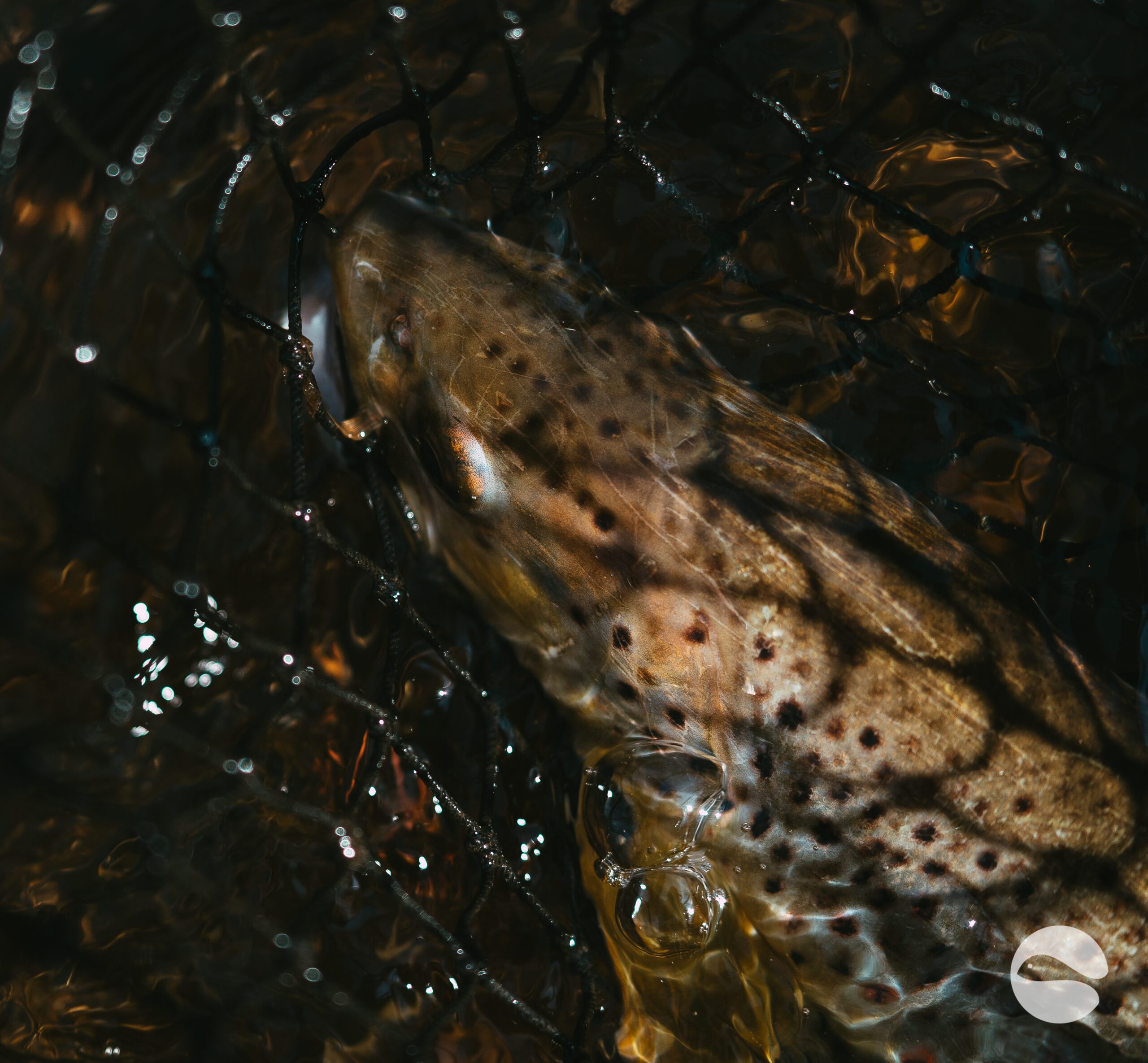 Trout