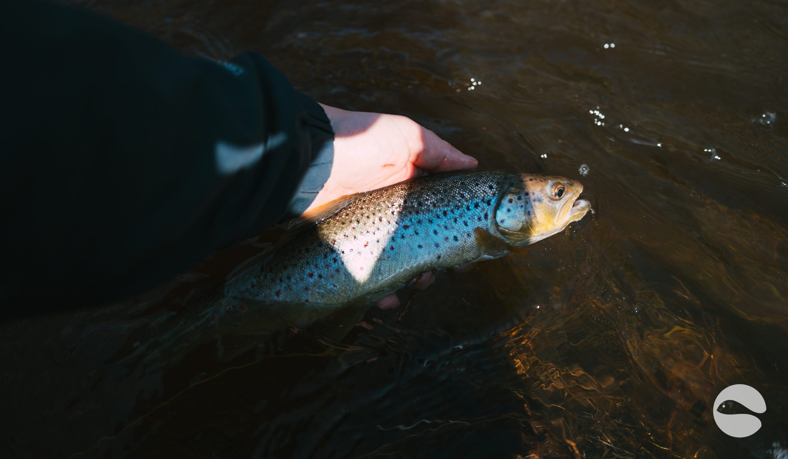 brown trout