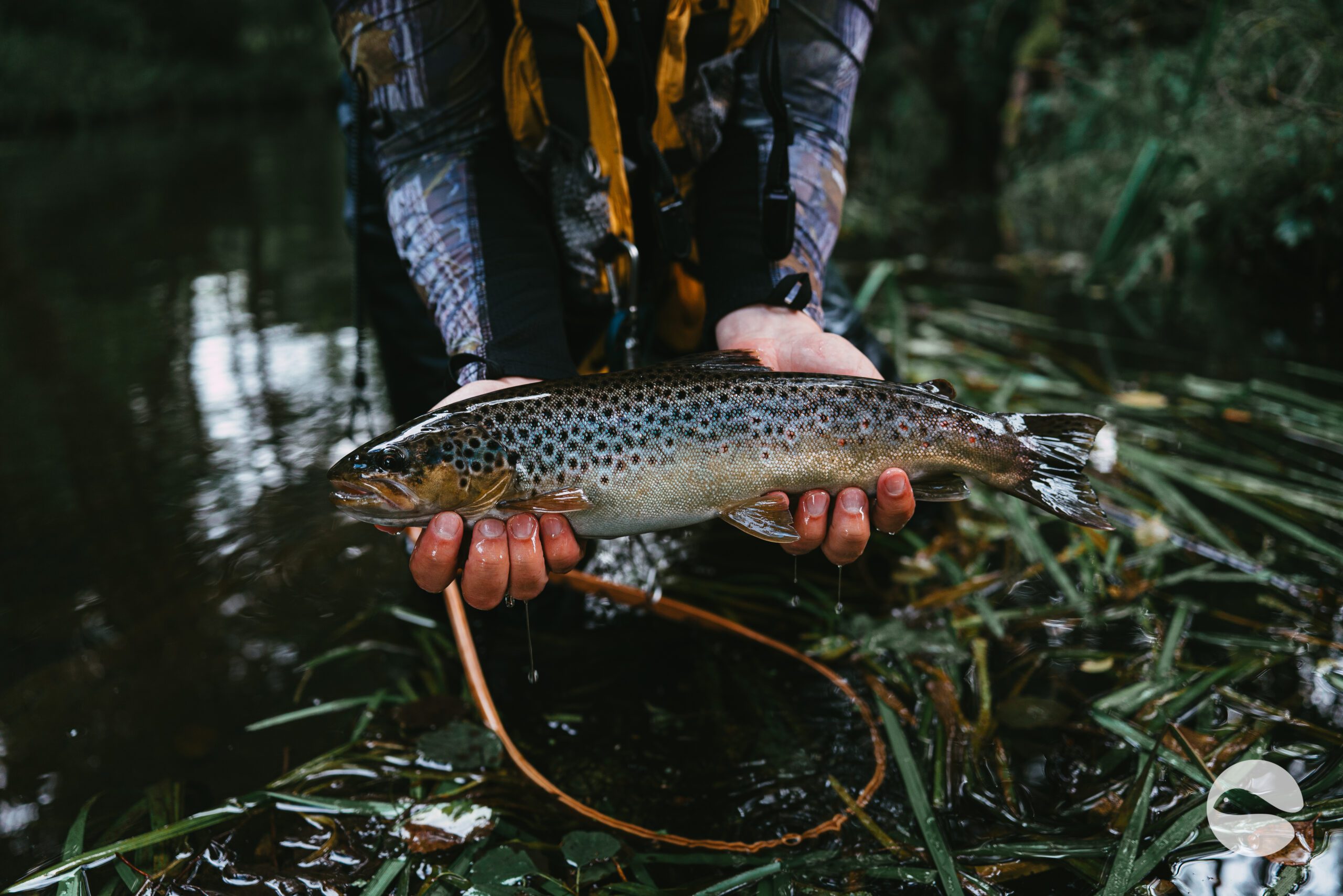 Big brown trout