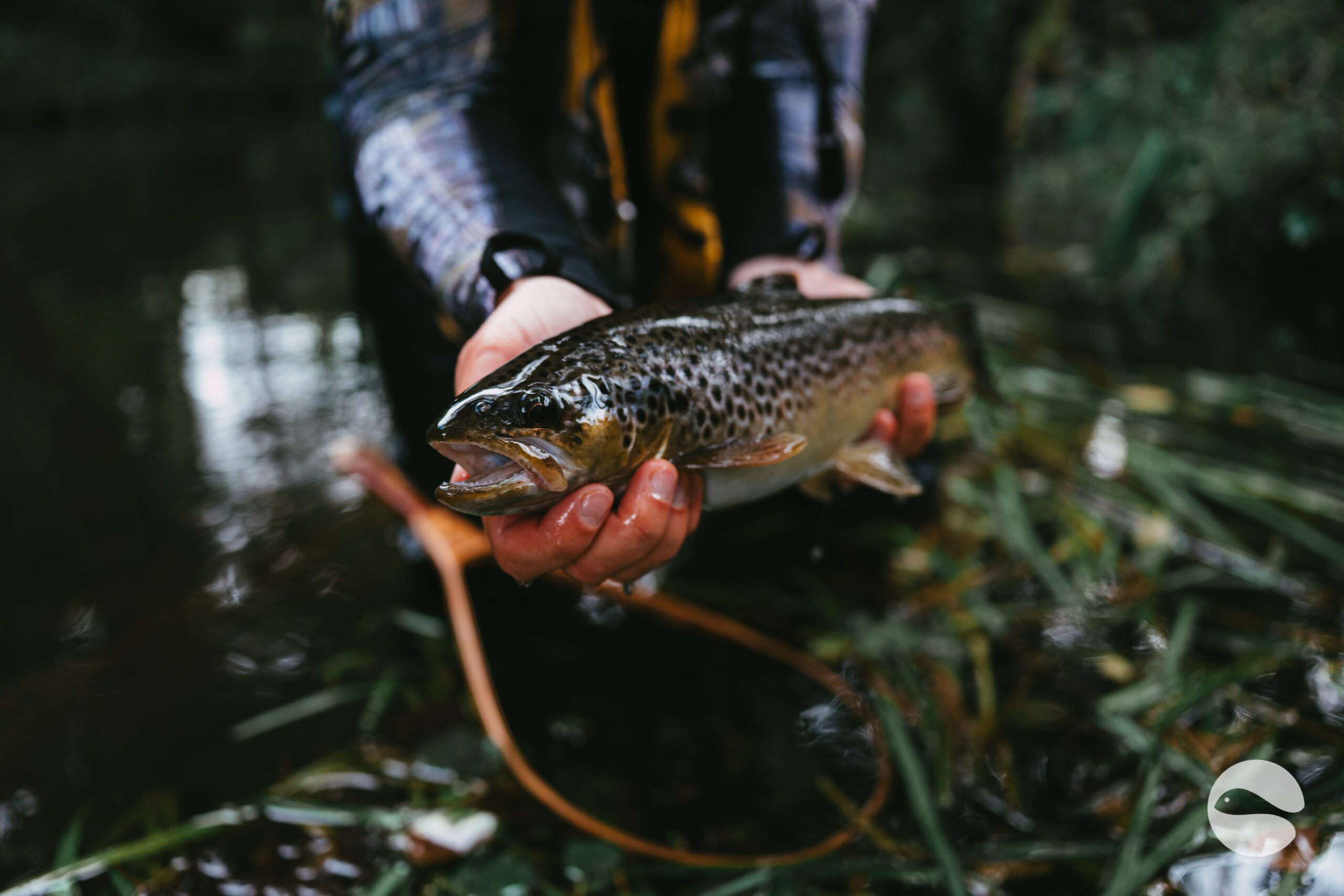 big brown trout hero shot