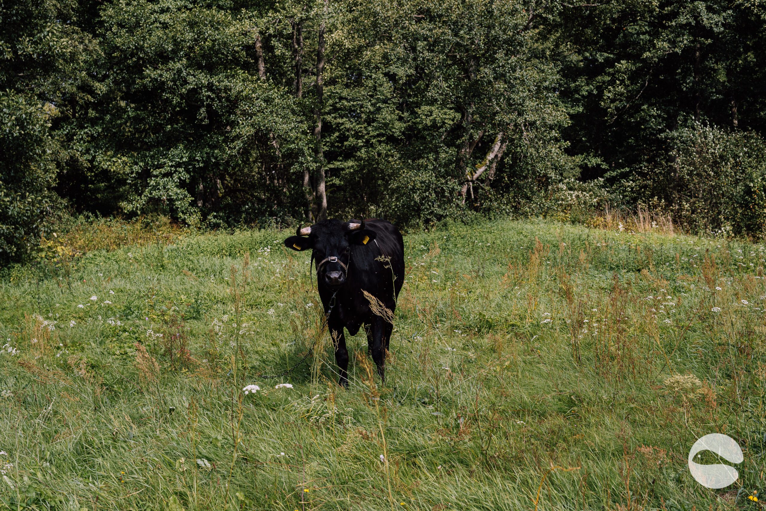 Cow