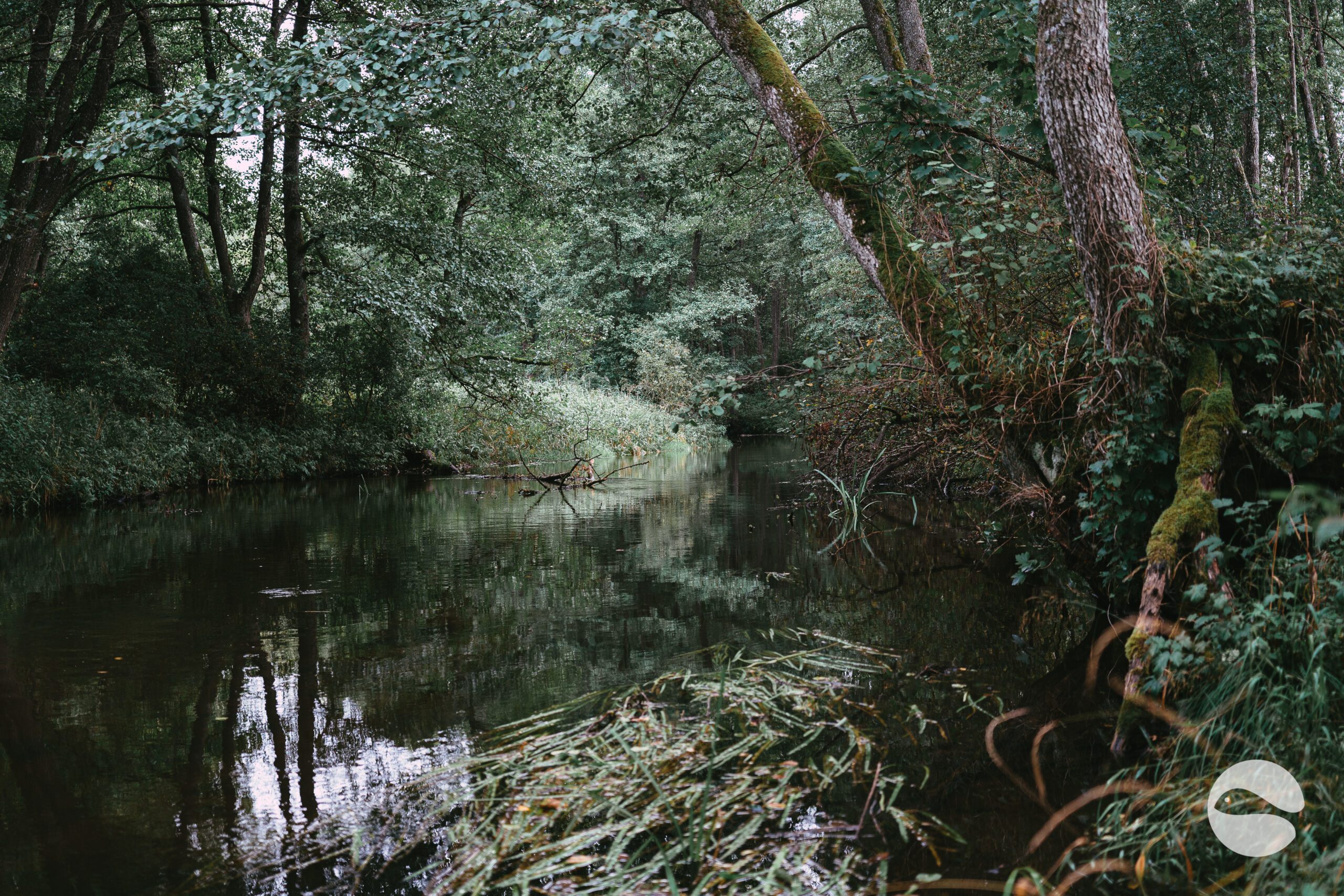 Weeds water